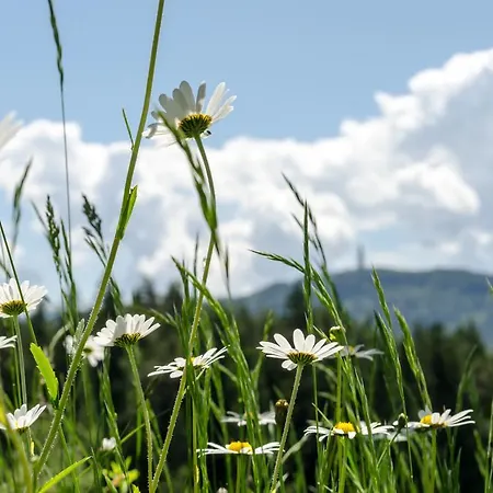 Lägenhet Buchreiter Sonnenhugel Jaga Stub'n